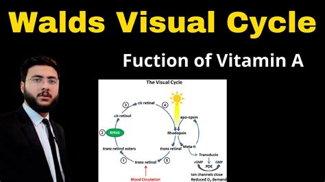 Walds Visual Cycle Steps L Rhodopsin Cycle L Definition L Explanation