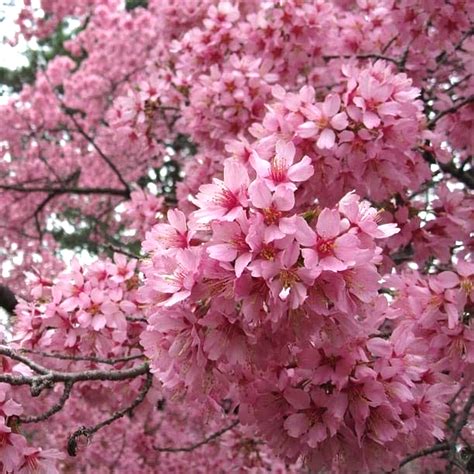 Prunus Okame Small Flowering Cherry Ornamental Patio Trees For Small