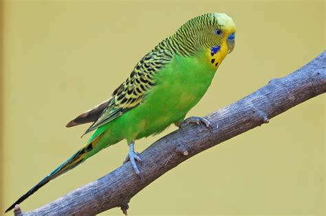 Green Parakeet Parakeet Parakeet Colors Budgies Bird
