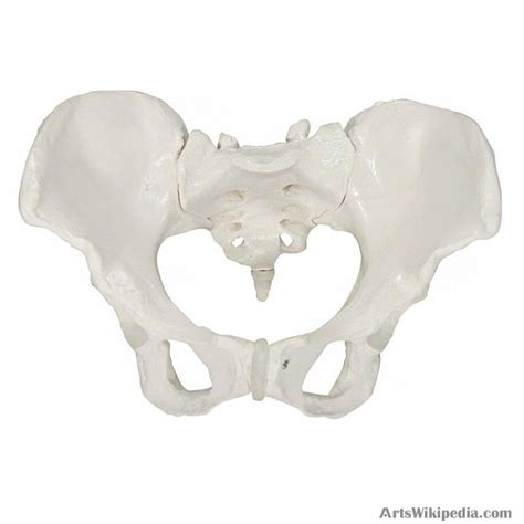Life Size Female Pelvis Model Human Pelvis Anatomical Anatomy Skeleton