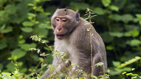 Misshandlung Von Affen Strafbefehle Beantragt