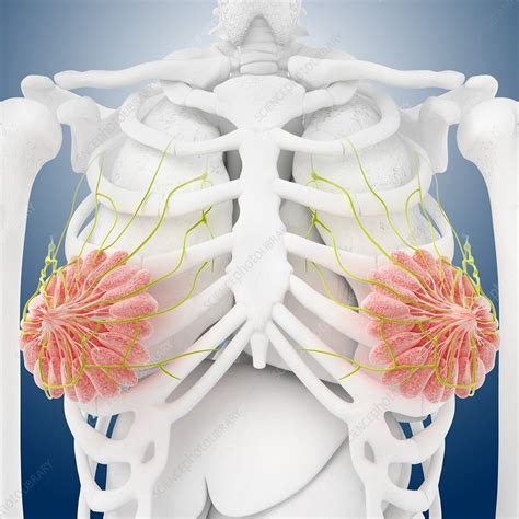 Anatomy Of The Breast