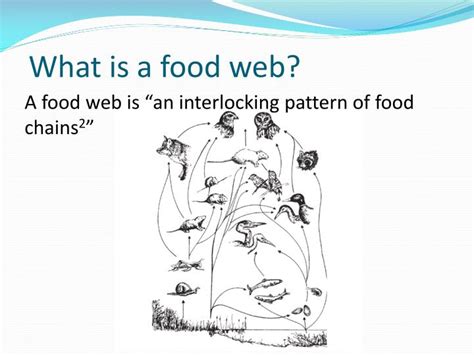 25 Unique What Is A Food Web
