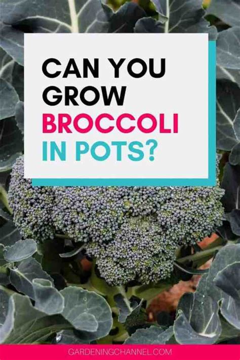 Can You Grow Broccoli In Pots Gardening Channel