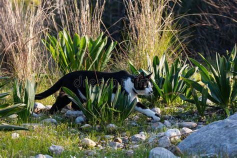 Adult Domestic Cat Hunting In Grass And Daisies Stock Photo Image Of