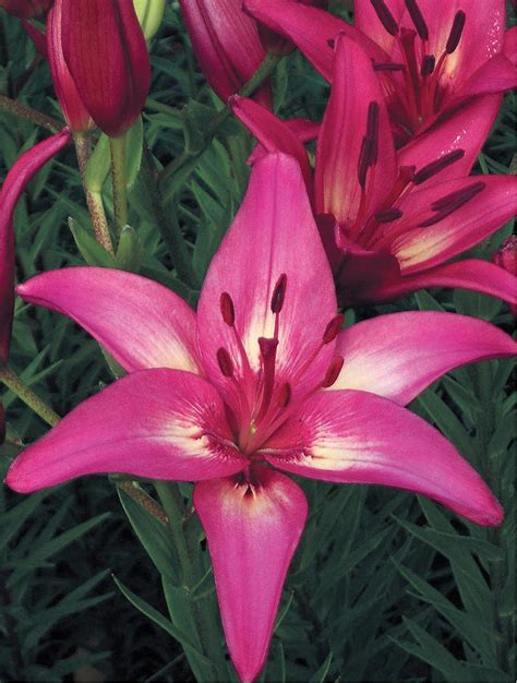 For 42 years 'the lily garden' has been specialized in unique garden lilies mainly bred and grown by master hybridizer judith freeman. 'Avonlea' — The Lily Garden