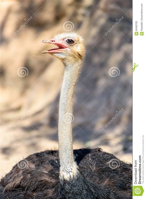 Funny Ostrich Bird Portrait Stock Photo Image Of Head Looking 83492702