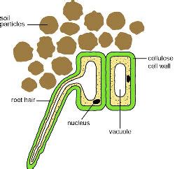 The function of a root hair cell is to absorb: Questions _Answered