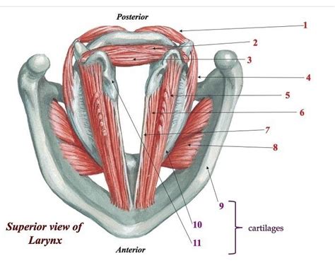 Intrinsic Laryngeal Muscles Superior View Diagram Quizlet