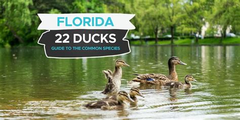 22 Species Of Duck Commonly Found In Florida Incl Pictures