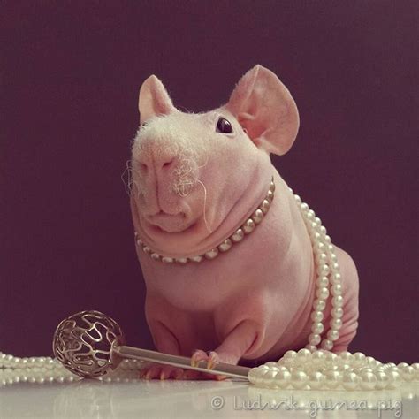 A Confident Hairless Guinea Pig Shows Off His Unusual Beauty In A