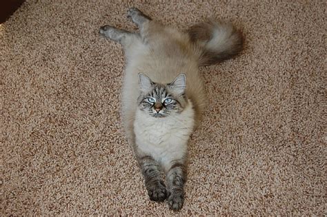55 Best Siamese Maine Coonslong Haired Siameselynx Point Siamese Cats