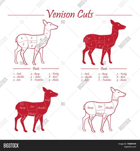 Venison Meat Cut Vector And Photo Free Trial Bigstock
