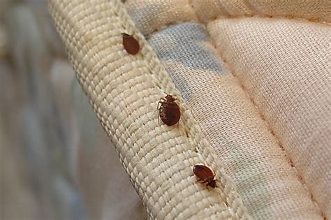 How To Get Rid Of Little Black Bugs In Bedroom