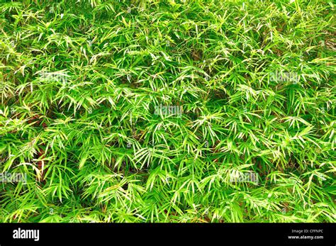 Bamboo Leaves Texture Stock Photo Alamy