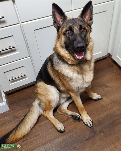 11 Month Old German Shepherd Stud Dog In Fl The United States