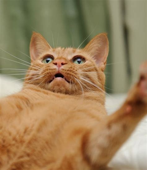 Cat Facts Why Orange Cats Are Usually Male Cattime Orange Cats