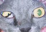 Start studying urinary syndrome ch 31. A cat with Horner's syndrome exhibiting miosis, ptosis ...
