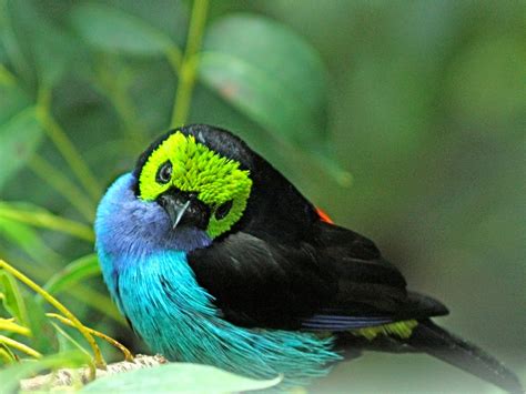 Top 10 Most Beautiful Birds In The World Tapandaola111