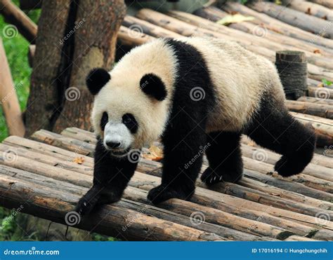 Walking Giant Panda Bear Stock Photo Image Of Forest 17016194