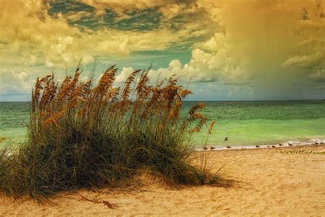 Beach Grass Photograph By Gina Cormier Fine Art America