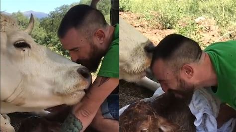 Viral Video Shows Mama Cow Lovingly Licking Man S Arm Who Helped Deliver Her Baby News