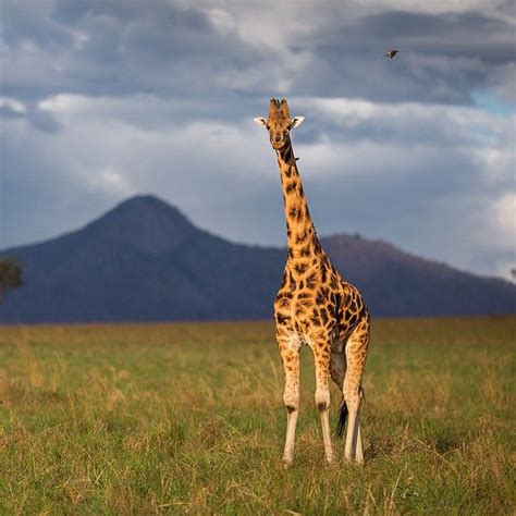 Girafe © Will Burrard Lucas Visitez Son Site Burrard