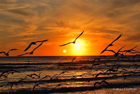 Seagulls At Sunset By Colleen Friedman Redbubble