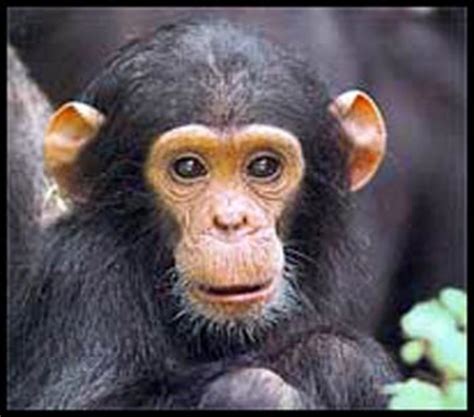 Why Monkeys Do Not Make Good Pets Pethelpful