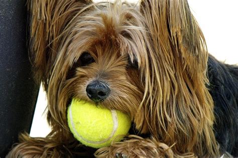 Sometimes symptoms appear because your dog begins experiencing major liver problems. Yorkshire Terrier Facts