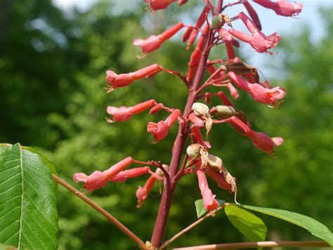 Red Buckeye Aesculus Pavia Identify That Plant