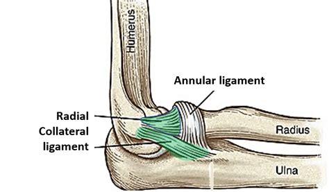 Elbow Joint Anatomy Qa