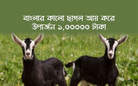 বছরে ১০০০০০ টাকা পর্যন্ত আয় এই প্রজাতির ছাগল পালনে Profitable Goat