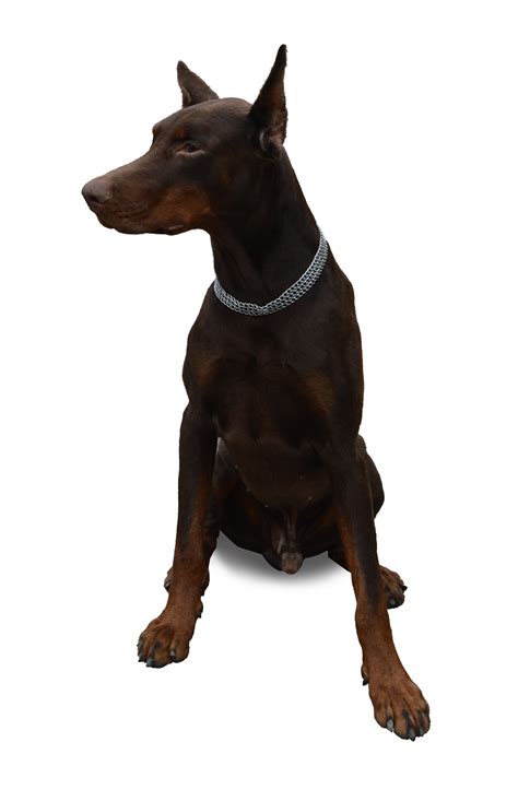 Dog Sitting Png Image Purepng Free Transparent Cc0 Png Image Library