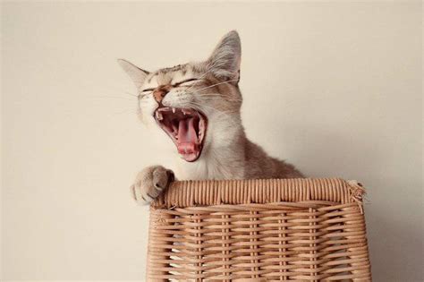 Los gatonejos han aparecido en ilustraciones, historias fantásticas y cómics, aunque a veces se ha postulado su existencia real. Salud del gato burmilla: las enfermedades más comunes de esta raza 🥇 Vida con Mascotas 🥇