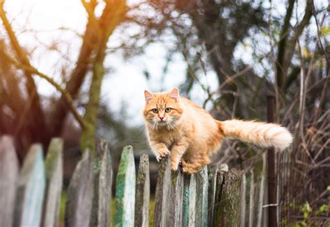 Can An Indoor Cat Be A Part Time Outdoor Cat Petsoid