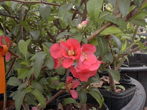 Quince Red Flowering Chaenomeles Japonica Marthas Secrets