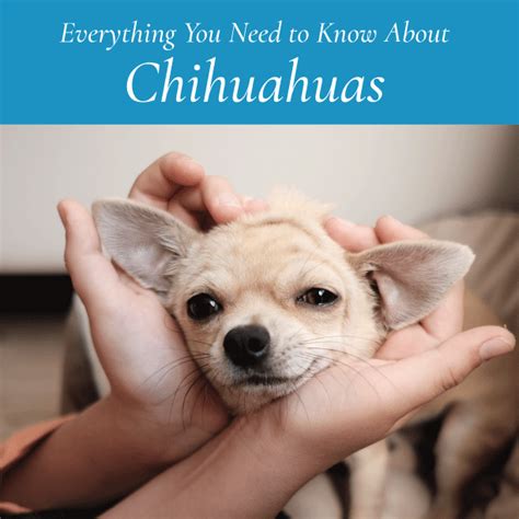 Everything You Need To Know About Chihuahuas Canine Styles