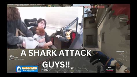 Tenz And Kyedae Shows Their Dog With Shark Costumes Youtube