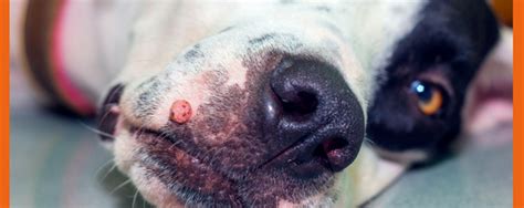 Canine Papilloma Virus Holistic Treatment Nhv Natural Pet Products Blog