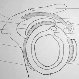 They are the main source of stability for the shoulder, holding it in place and preventing it from dislocating anteriorly. Cross-sectional diagram of the anatomy of the shoulder ...