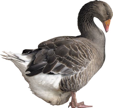 Goose Hd Png Transparent Goose Hdpng Images Pluspng