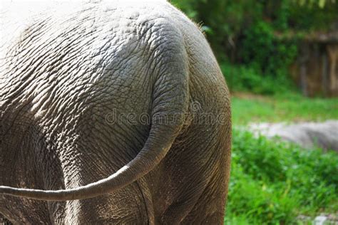 Elephant Tail Stock Photo Image Of Elephant Grey Large 29021202