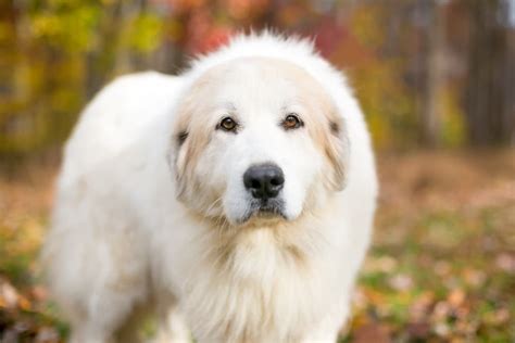 Heres The 8 Types Of Mountain Dog Breeds Great Pet Care