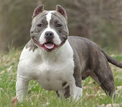 Recommended dog food for american bully puppies. American Bully - Wikipedia