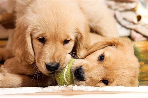 50 Cute Puppy Pictures That You Need To See Puppy Pictures Reader S