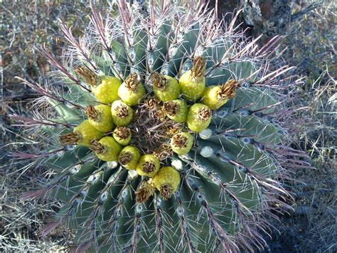 There is a lot of variation as to which method will be most appropriate. 2dodges2go: 11/22/16 - Saguaro NP East