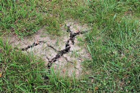 How To Repair Bare Spots In Dfw Lawns Gecko Green
