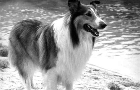 Lassie The 10 Best Dogs On Tv Complex