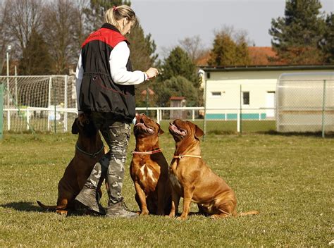 Curso De Adiestramiento Canino Para Amantes De Los Perros Cómo Educar